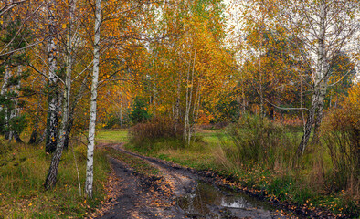 The forest is decorated with autumn colors. Hiking. Walk in the autumn forest.