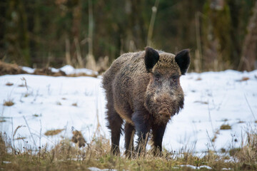 Wilschwein Wildschweine im Winter / Bayern mit Schnee