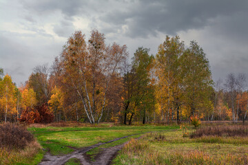 The forest is decorated with autumn colors. Hiking. Walk in the autumn forest.