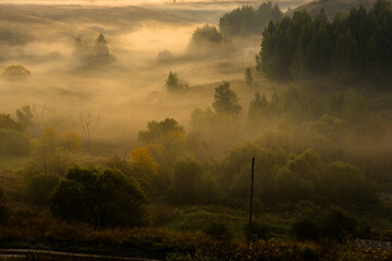 Fototapeta premium misty morning in the forest