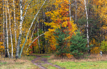 Obraz premium The forest is decorated with autumn colors. Hiking. Walk in the autumn forest.