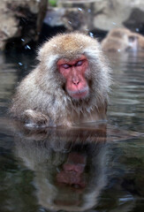 Japanse Makaak, Japanese Macaque, Macaca fuscata