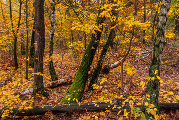 The forest is decorated with autumn colors. Hiking. Walk in the autumn forest.