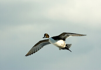 Pijlstaart, Northern Pintail, Anas acuta