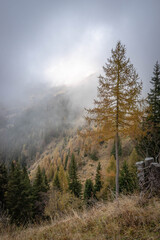 A group of pine, larch and fir trees with autumn clothes in Sedornia valley - Orobie - Italian Alps