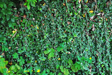 Background, texture of a branch with green ivy leaves