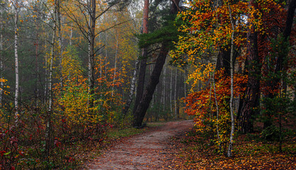 The forest is decorated with autumn colors. Hiking. Walk in the autumn forest.