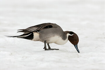 Fototapeta premium Pijlstaart, Northern Pintail, Anas acuta