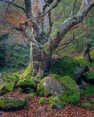 A spettacular beech tree with autumn clothes in Valsanguigno - Orobie - Italian Alps