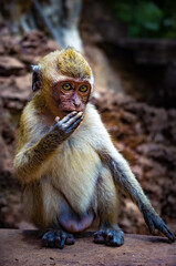 Portrait of a wild baby monkey