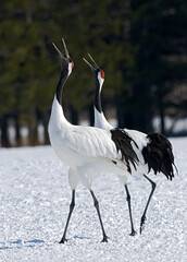 Red-crowned Crane, Chinese Kraanvogel, Grus japonensis