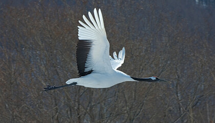 Red-crowned Crane, Chinese Kraanvogel, Grus japonensis