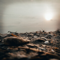 ant on the beach
