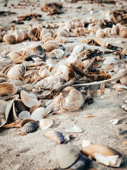 seashells on the beach