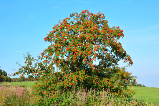 Ebereschenbaum