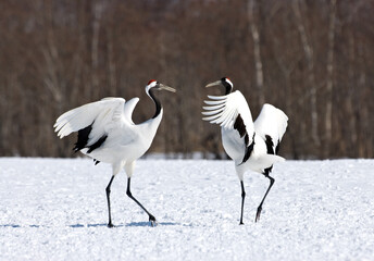 Obraz premium Red-crowned Crane, Chinese Kraanvogel, Grus japonensis