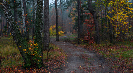 The forest is decorated with autumn colors. Hiking. Walk in the autumn forest.