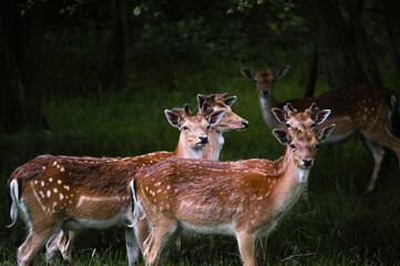 Stadko młodych jeleni stojących na leśnej polanie