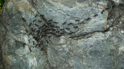 ant colony walks paves the way over the stone