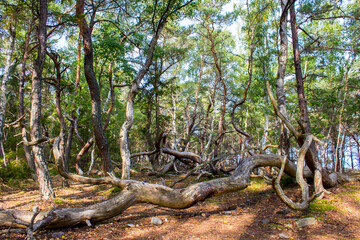 Trollskogen nature reserve on Oland, Sweden. Untouched pine forest in Sweden, bent trees caused by...