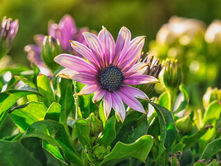 wünderschönes Kapkörbchen mit lila Blüte im Close Up