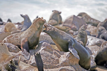 Cape Cross Seal Reserve, Namibia