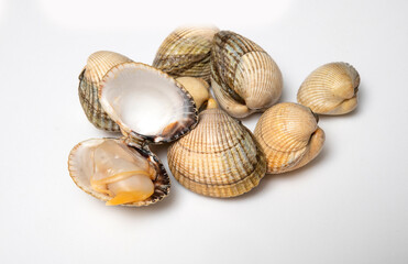 cockle, scallop, mussel