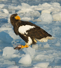 Stellers Sea-eagle, Steller-zeearend, Haliaeetus pelagicus