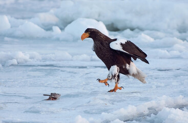 Steller-zeearend, Steller's Sea-eagle, Haliaeetus pelagicus