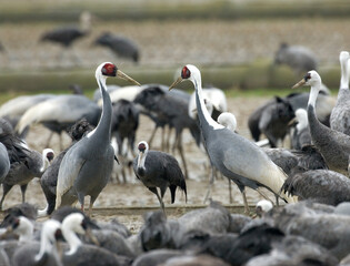 White-naped Crane and Hooded Crane, Witnekkraanvogel en Monnikskraanvogel, Grus vipio and Grus monacha