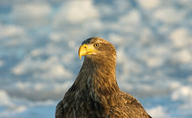 White-tailed Eagle, Zeearend, Haliaeetus albicilla