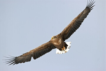 White-tailed Eagle, Zeearend, Haliaeetus albicilla