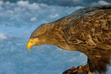 White-tailed Eagle, Zeearend, Haliaeetus albicilla