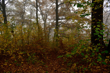 Walkway in the forest flooded with morning fog