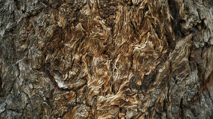 tree bark texture in gray and brown tones
