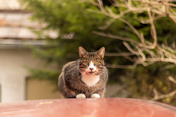 Der Kater auf dem Autodach