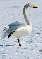 Wilde Zwaan, Whooper Swan, Cygnus cygnus