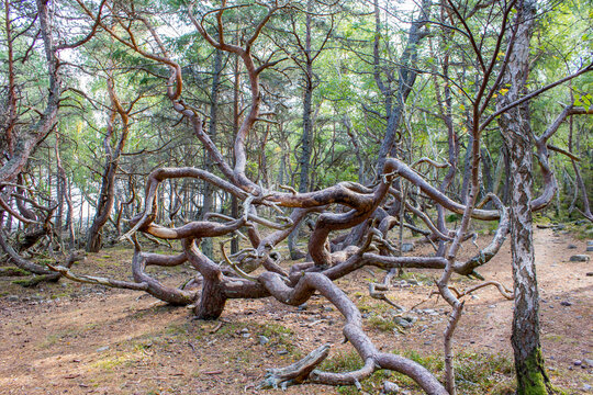 Trollskogen nature reserve on Oland, Sweden. Untouched pine forest in Sweden, bent trees caused by growing in the wind. Europe