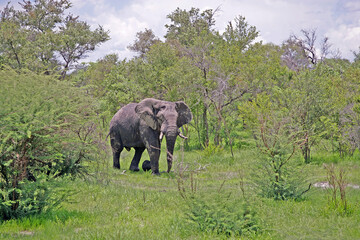 Bull Elephant, Caprivi Strip, Namibia