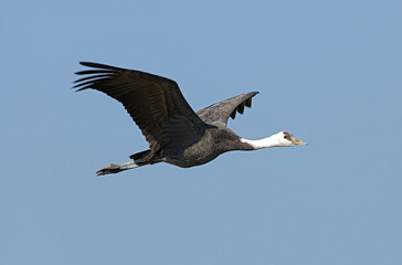 Hooded Crane, Monnikskraanvogel, Grus monacha