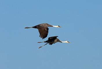 Hooded Crane, Monnikskraanvogel,  Grus monacha