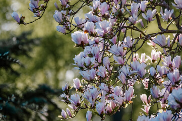 Kompozycja kwiatowa różowo białe kwiaty magnolii na rozmytym tle