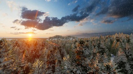 Snow falling over pine tree at sunset - Powered by Adobe