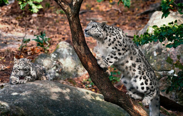 Snow Leopard Searching for Food