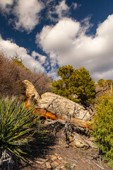 Point Lookout Trail, Mesa Verde National Park, Colorado