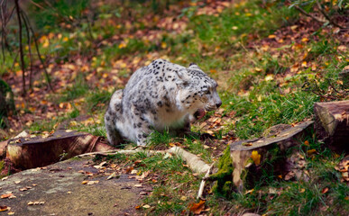 Snow Leopard