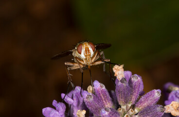 Close-up of Fly on a Lavender Flower
