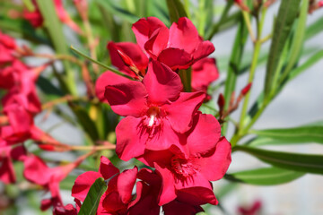 Common oleander