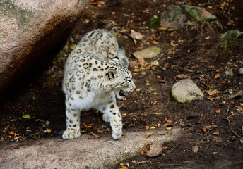 Snow Leopard