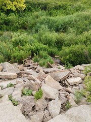 stone path in the garden